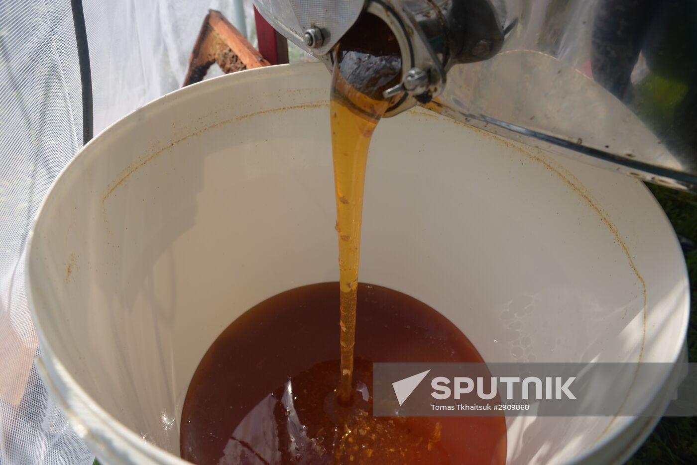 Beekeeping in Abkhazia