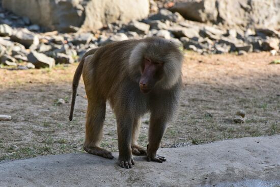 Yellow baboon in Tbilisi zoo