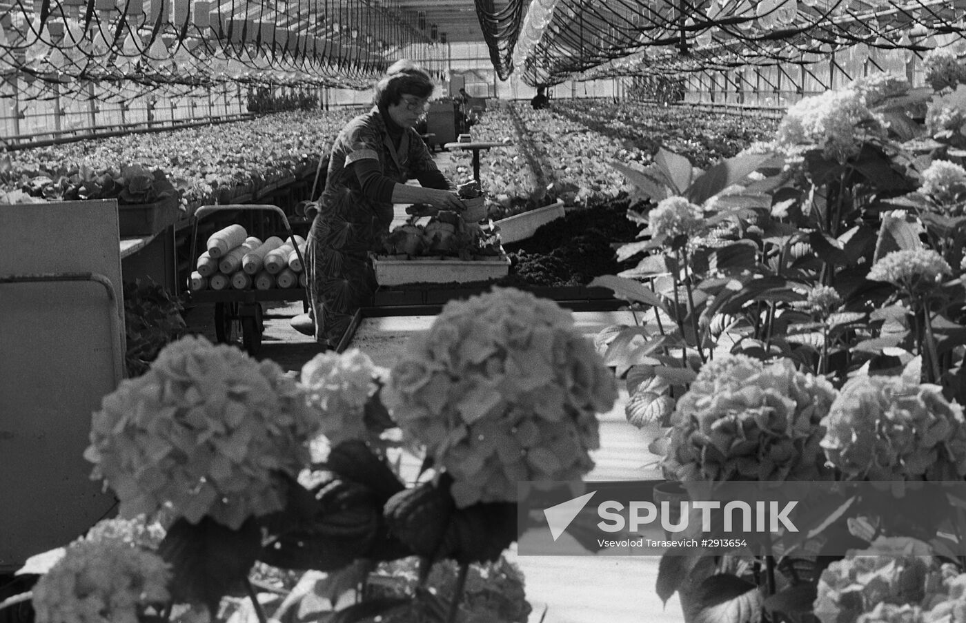 Automatic units inside greenhouses