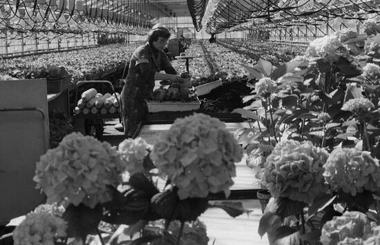 Automatic units inside greenhouses