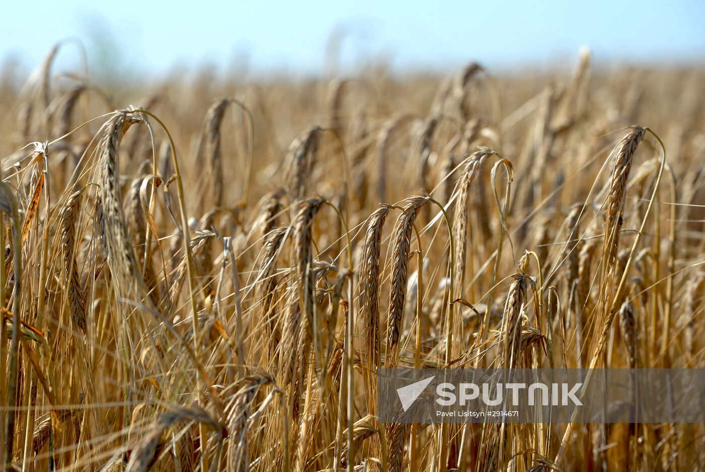 Crops harvesting in Sverdlovsk Region