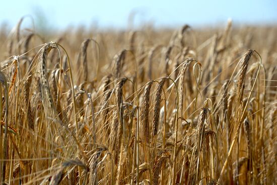 Crops harvesting in Sverdlovsk Region