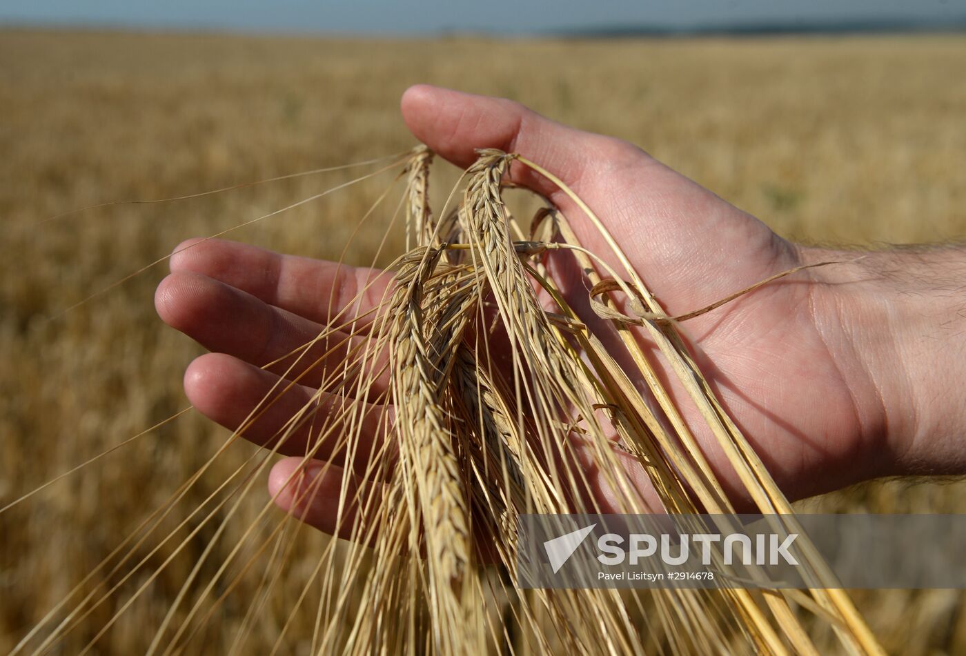 Crops harvesting in Sverdlovsk Region