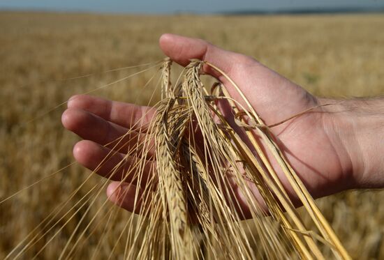 Crops harvesting in Sverdlovsk Region