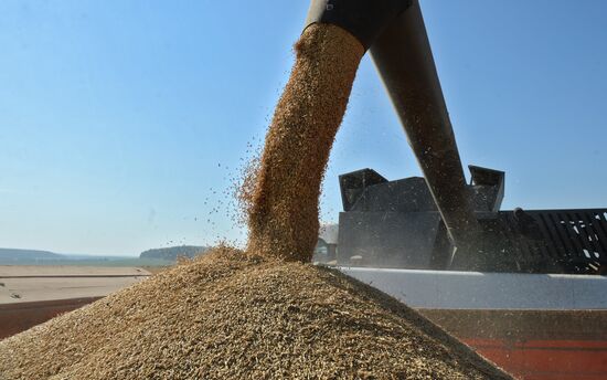 Crops harvesting in Sverdlovsk Region