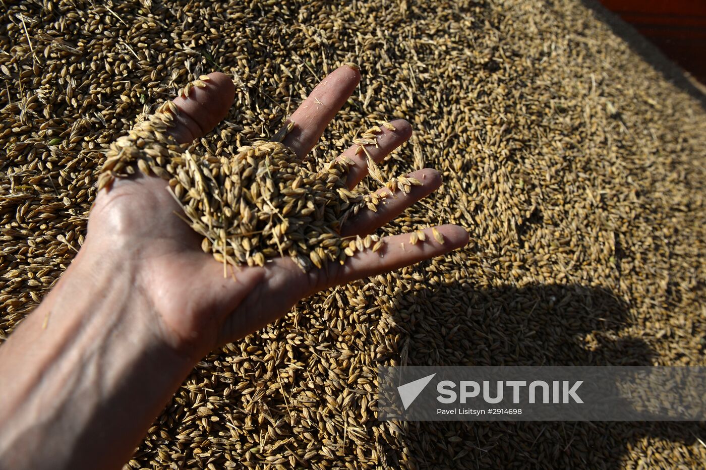 Crops harvesting in Sverdlovsk Region