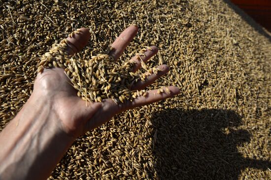 Crops harvesting in Sverdlovsk Region