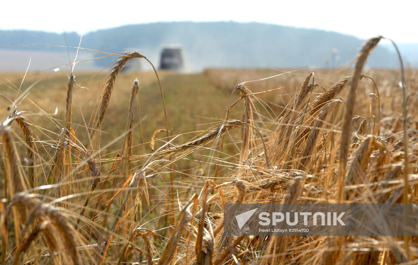 Crops harvesting in Sverdlovsk Region