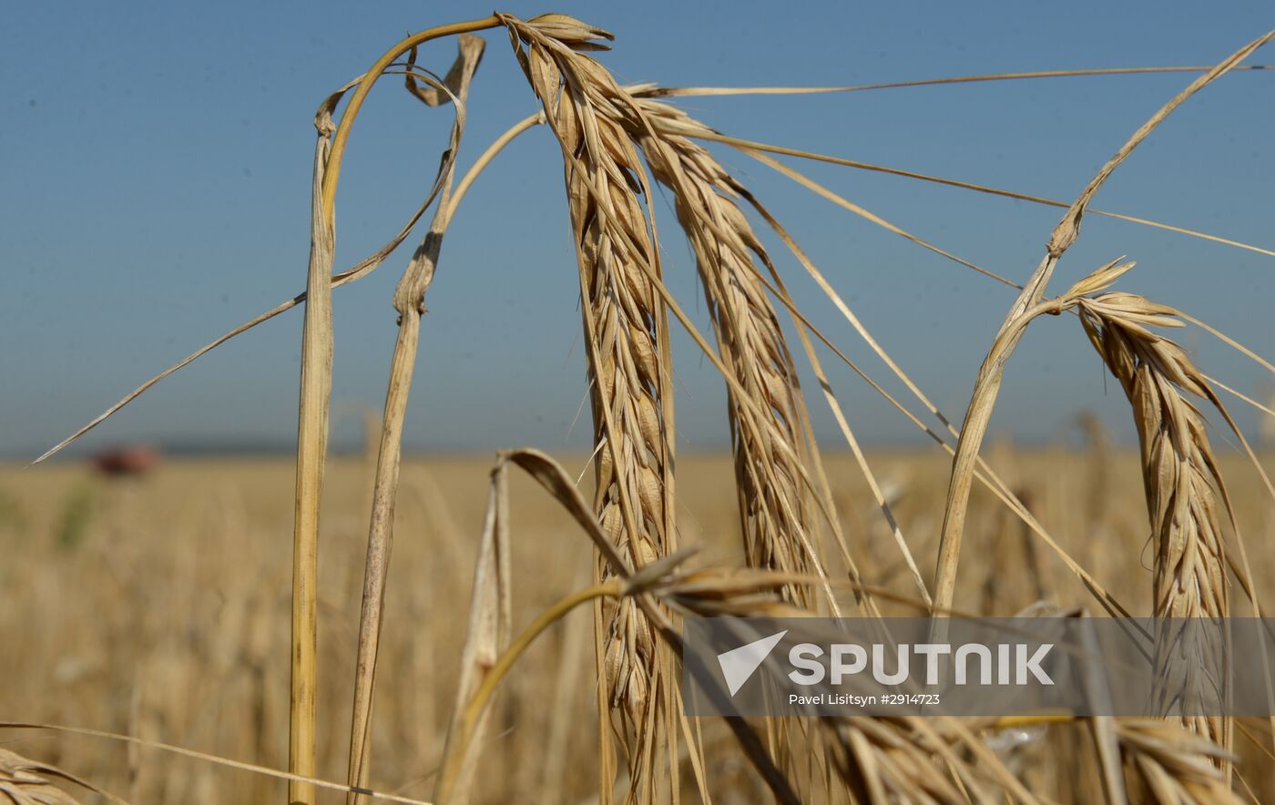 Crops harvesting in Sverdlovsk Region