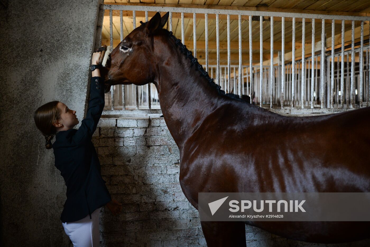 The Novosibirsk Region Show Jumping and Dressage Championships
