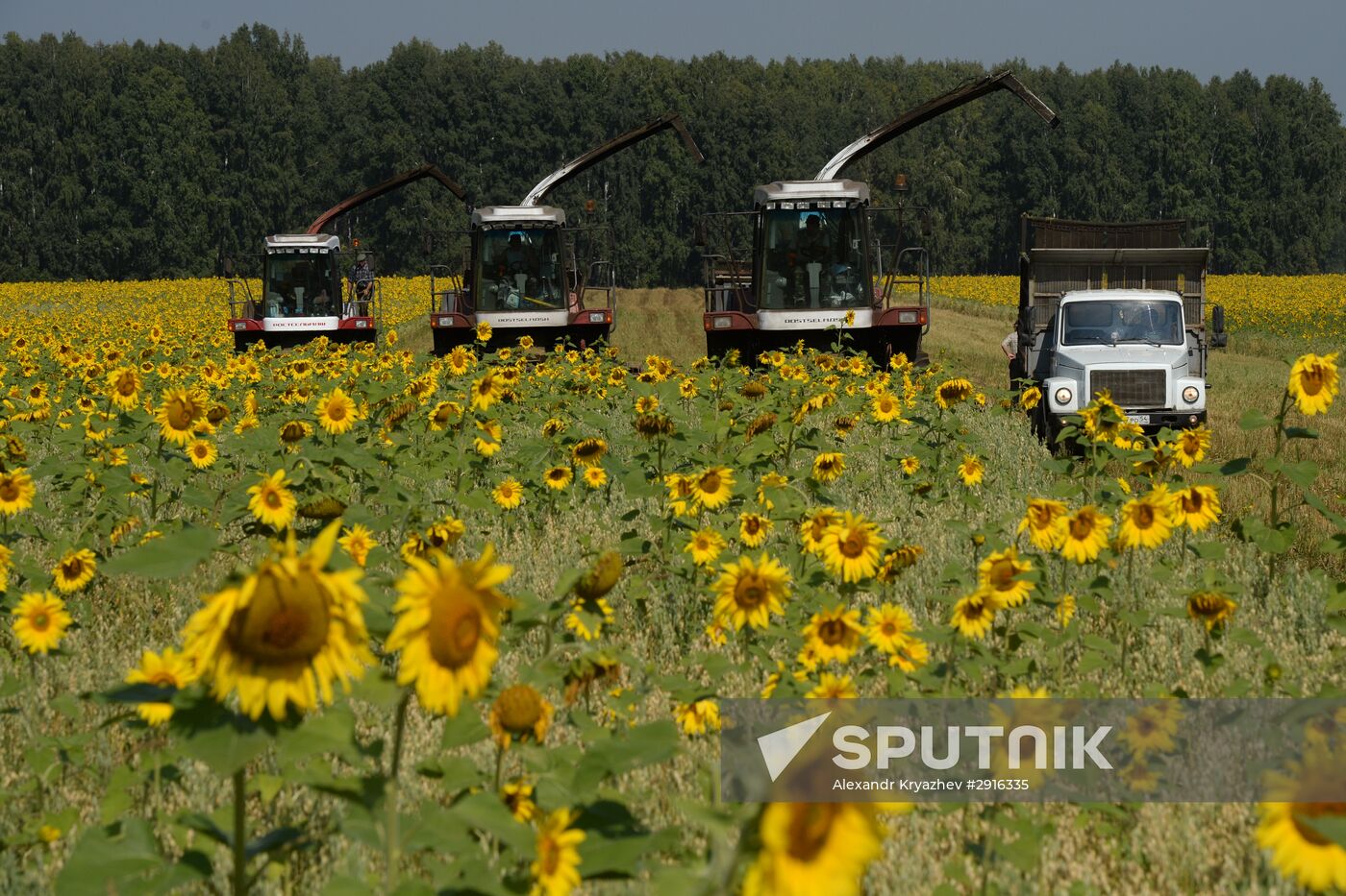 Grain harvest in Novosibirsk Region