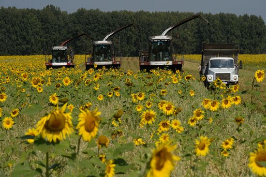 Grain harvest in Novosibirsk Region