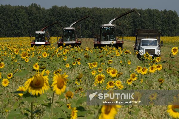 Grain harvest in Novosibirsk Region