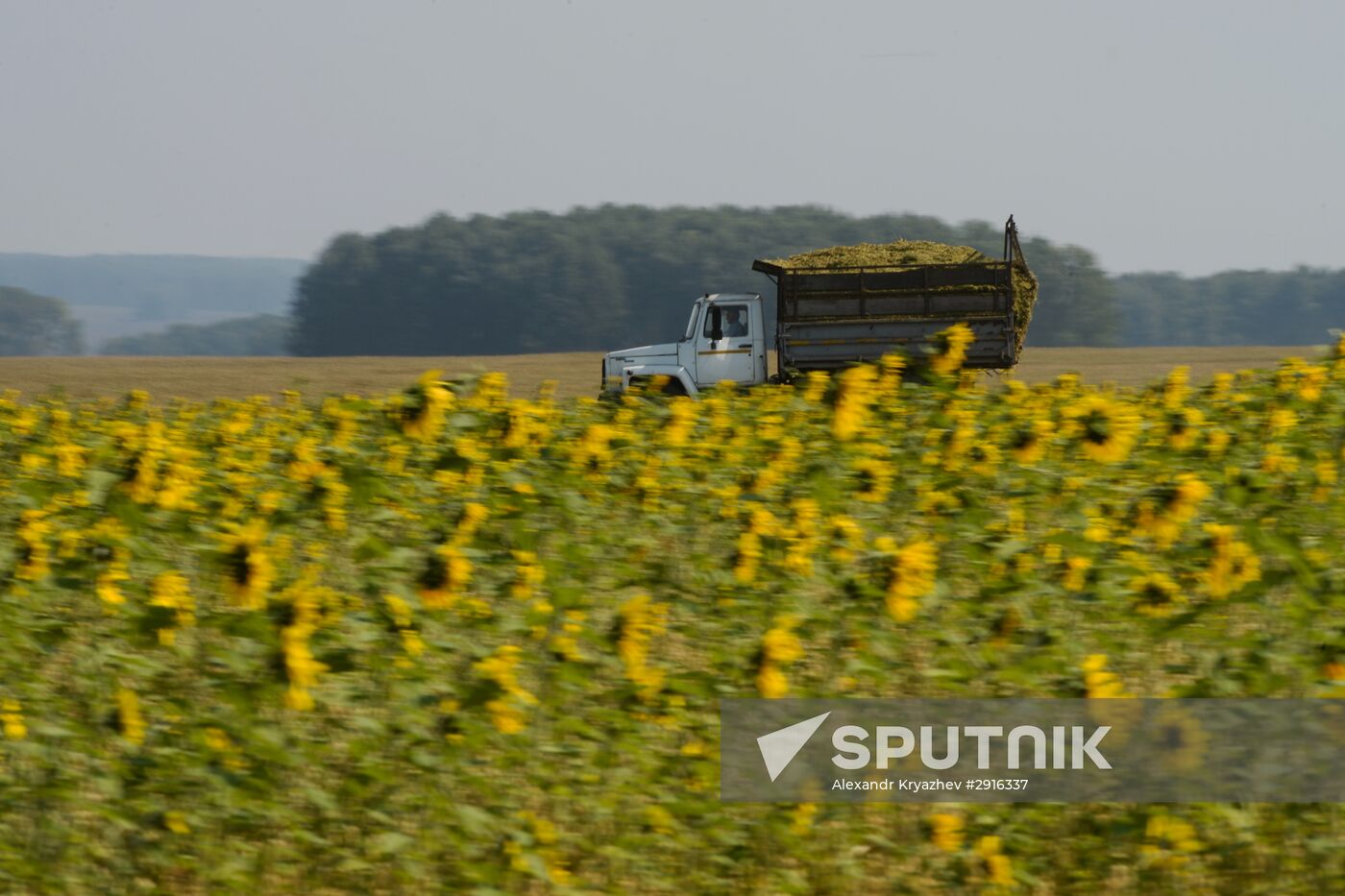 Grain harvest in Novosibirsk Region