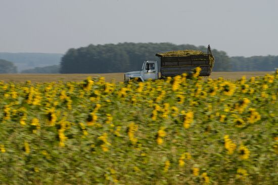 Grain harvest in Novosibirsk Region