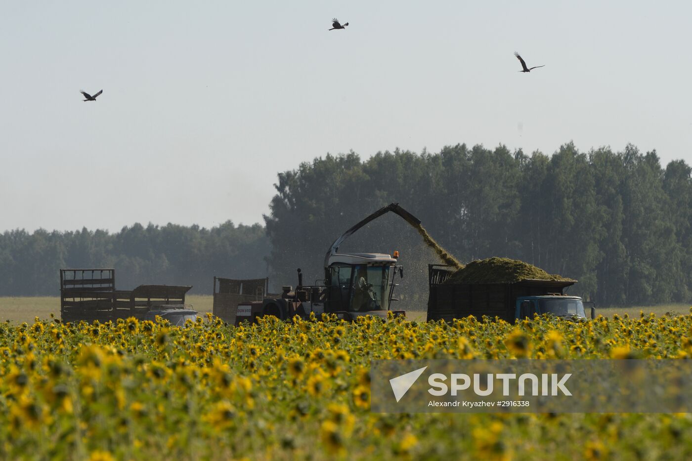 Grain harvest in Novosibirsk Region