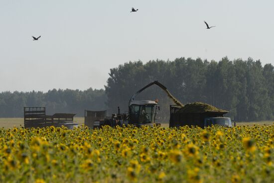 Grain harvest in Novosibirsk Region