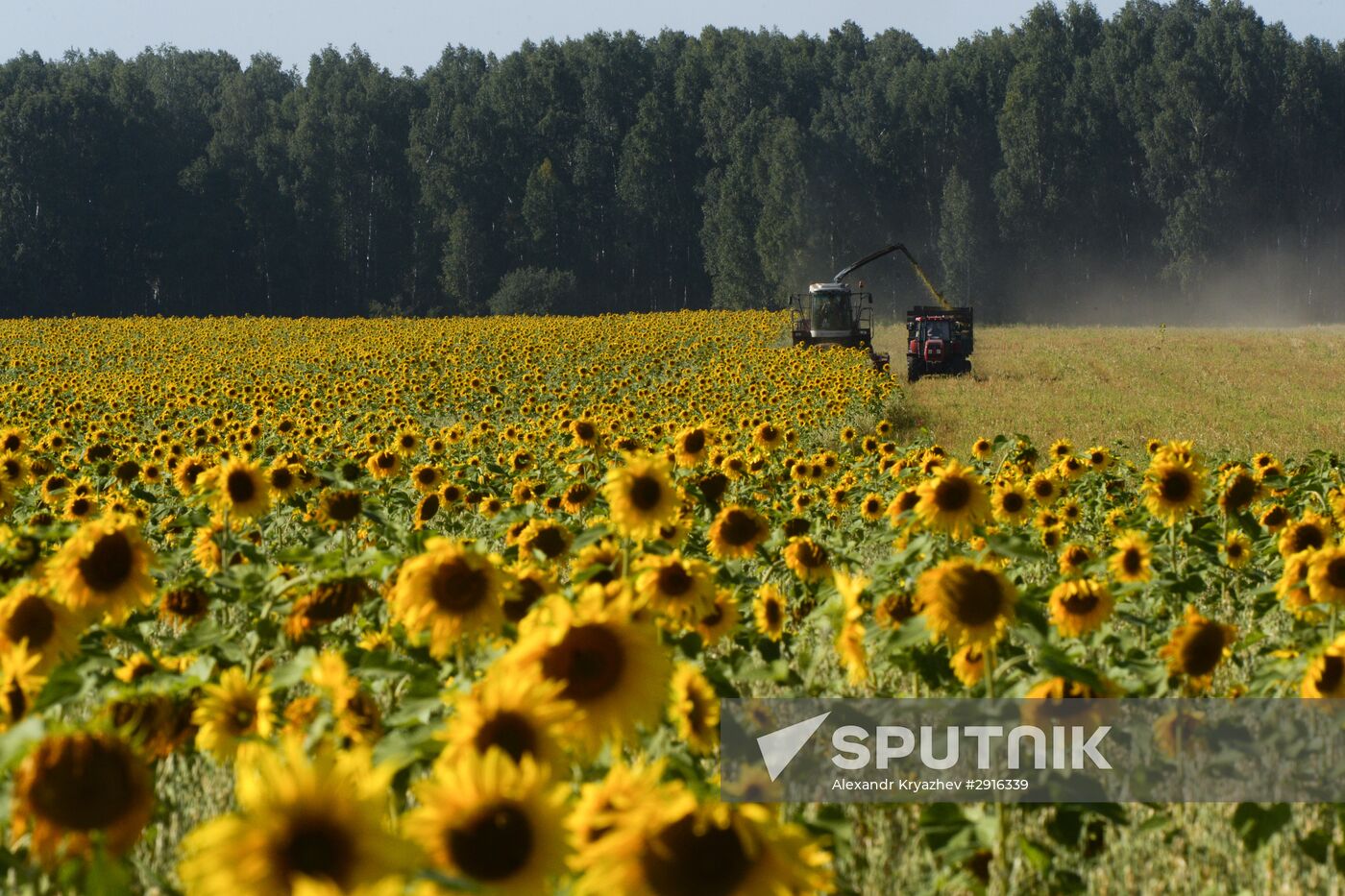 Grain harvest in Novosibirsk Region