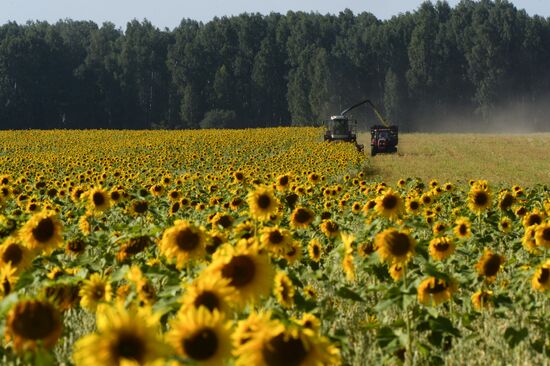 Grain harvest in Novosibirsk Region