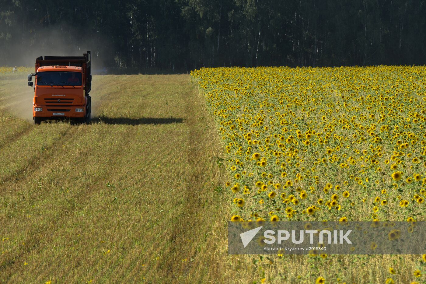 Grain harvest in Novosibirsk Region