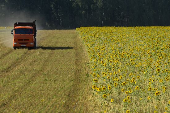Grain harvest in Novosibirsk Region