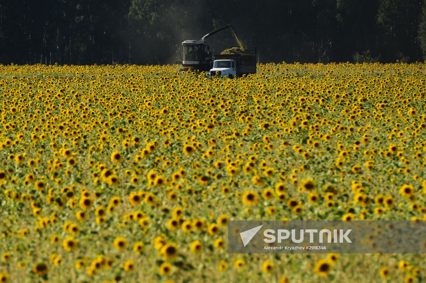 Grain harvest in Novosibirsk Region