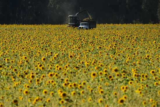 Grain harvest in Novosibirsk Region