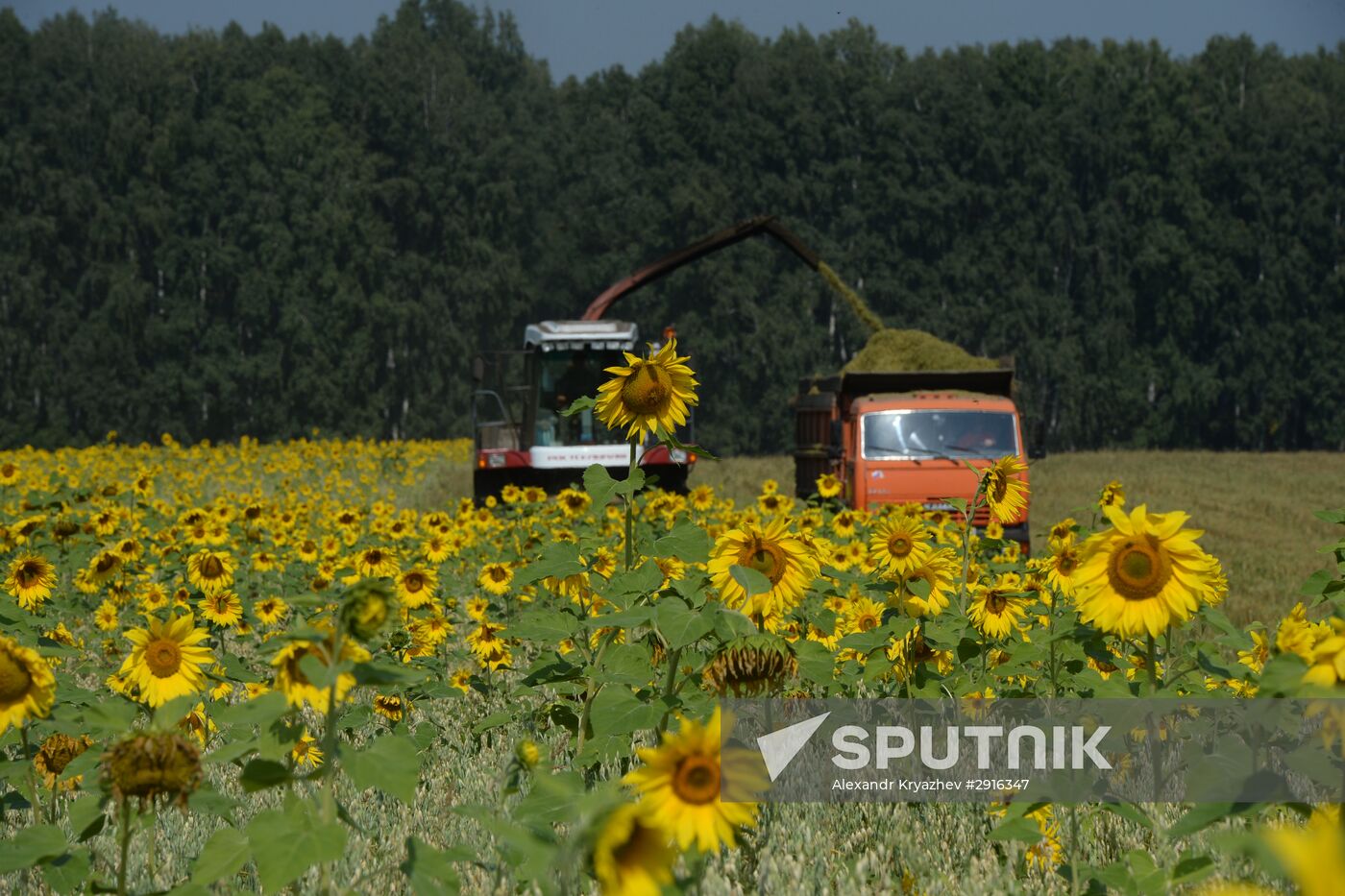 Grain harvest in Novosibirsk Region
