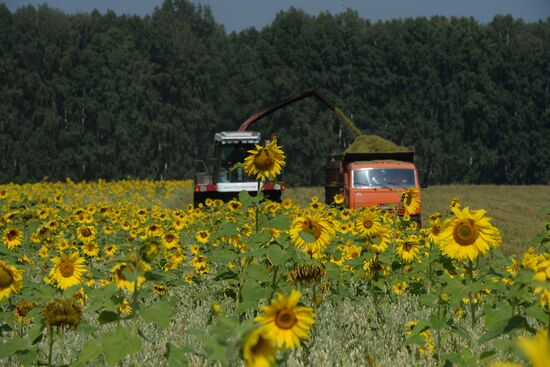 Grain harvest in Novosibirsk Region