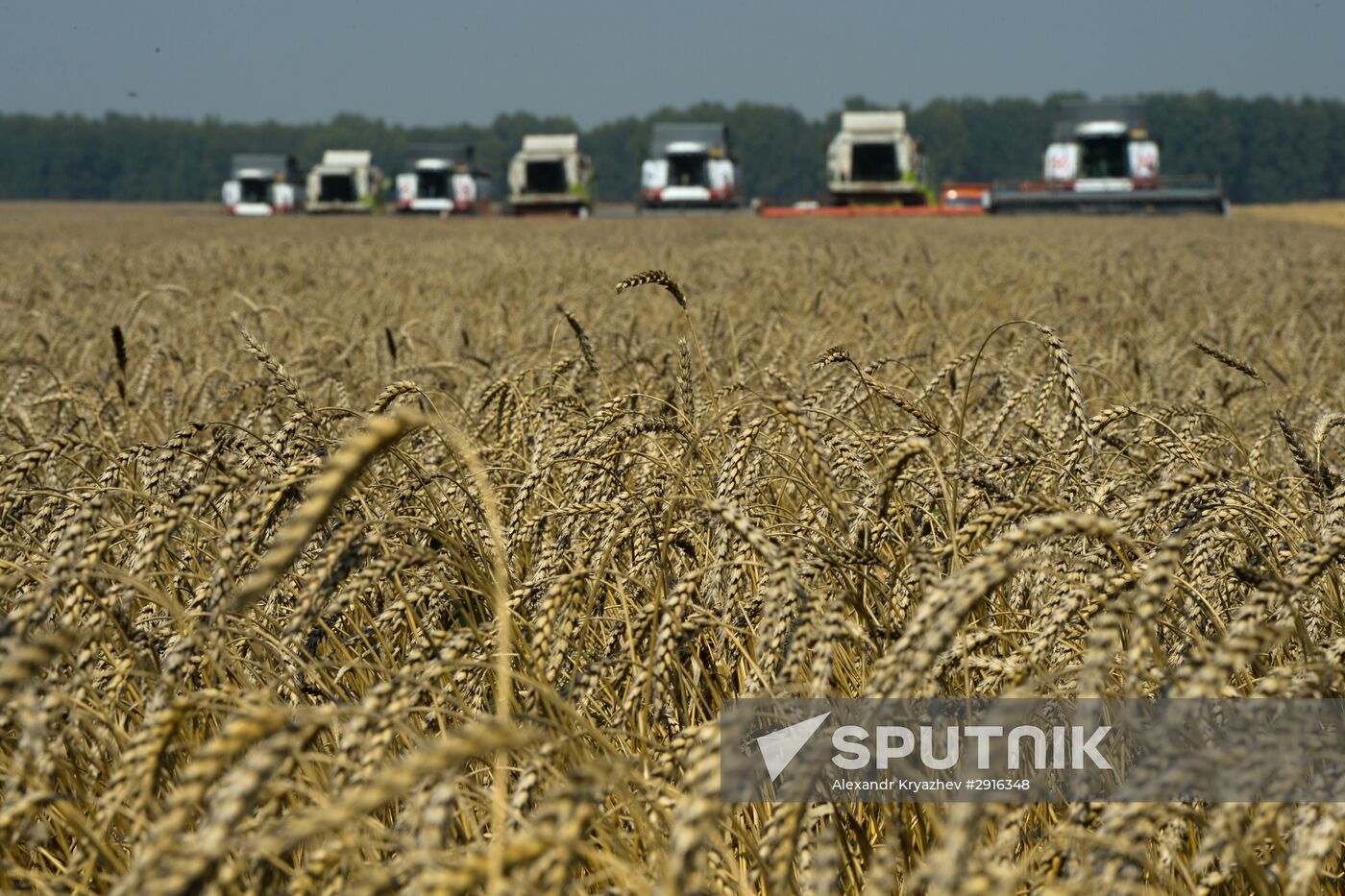 Grain harvest in Novosibirsk Region