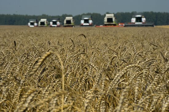 Grain harvest in Novosibirsk Region