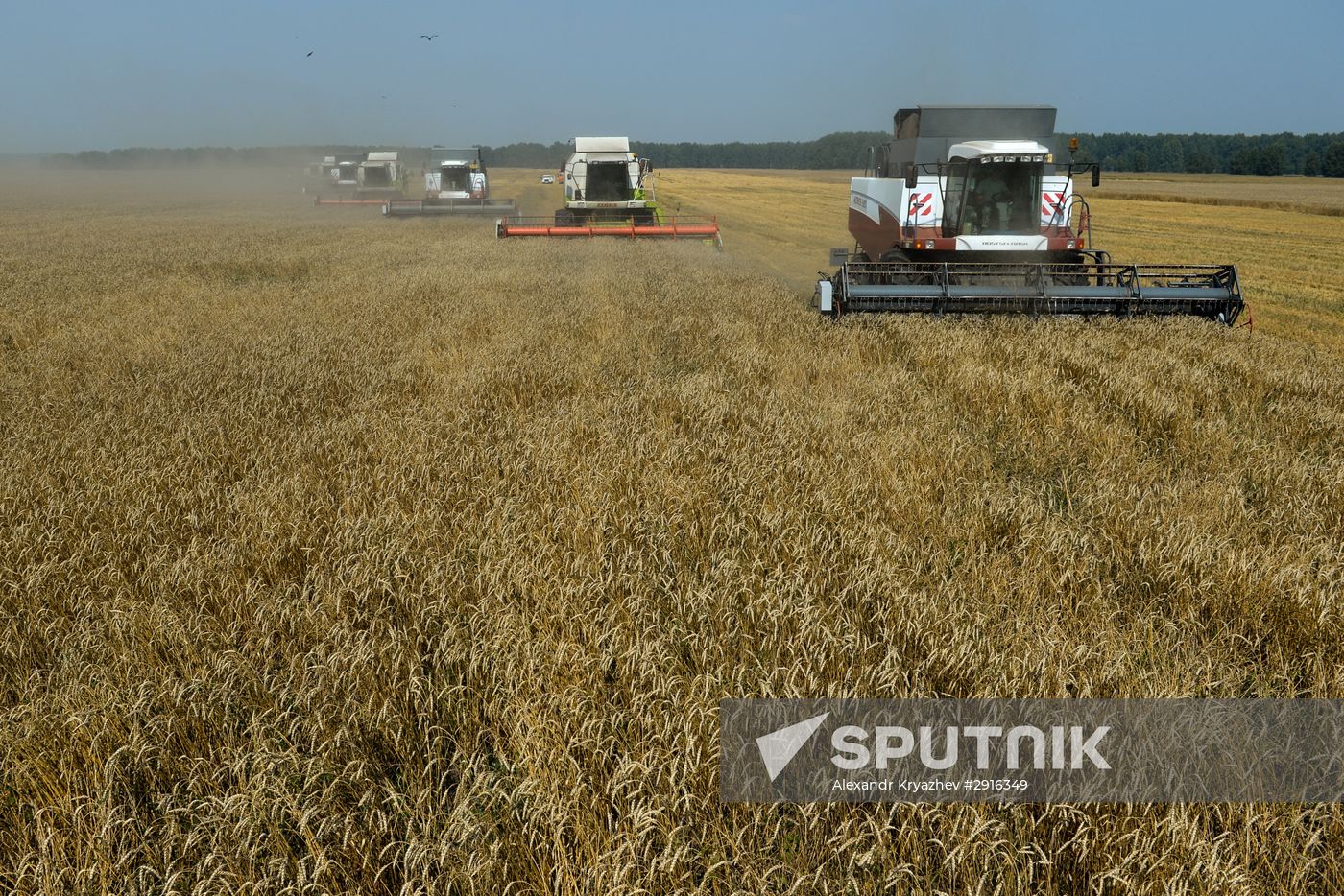 Grain harvest in Novosibirsk Region