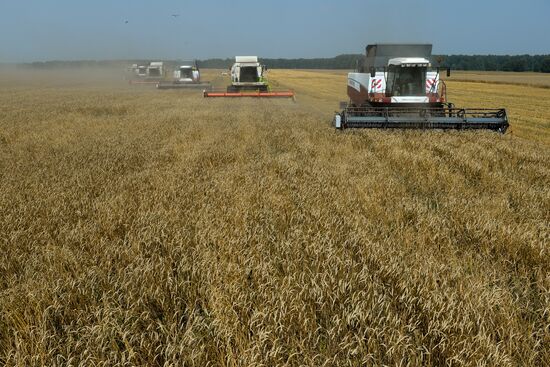 Grain harvest in Novosibirsk Region