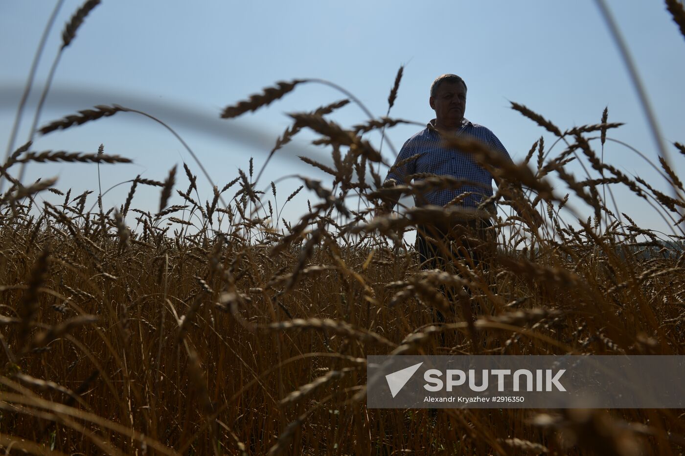 Grain harvest in Novosibirsk Region