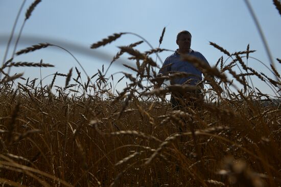 Grain harvest in Novosibirsk Region