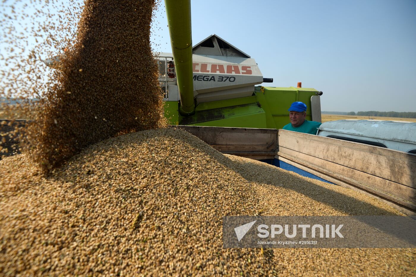 Grain harvest in Novosibirsk Region