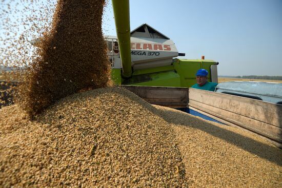 Grain harvest in Novosibirsk Region