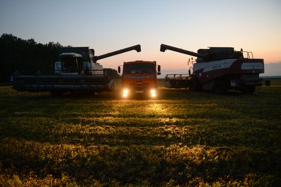 Grain harvest in Novosibirsk Region