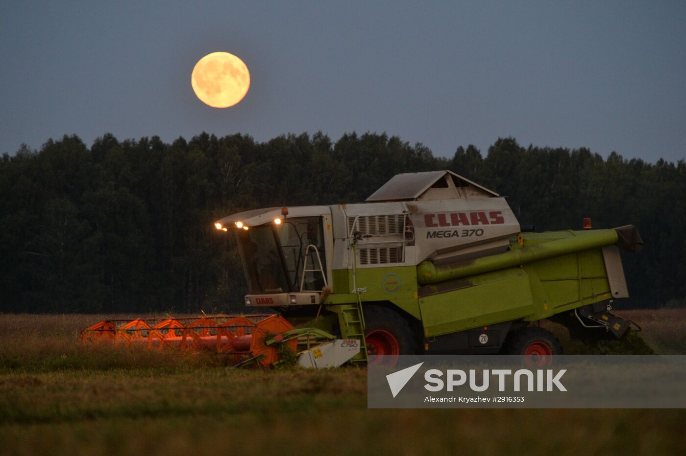 Grain harvest in Novosibirsk Region