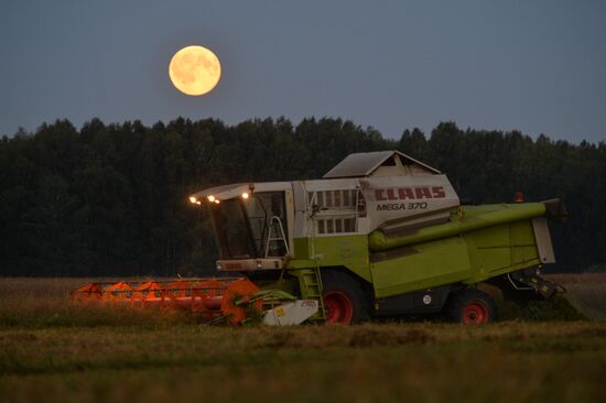 Grain harvest in Novosibirsk Region