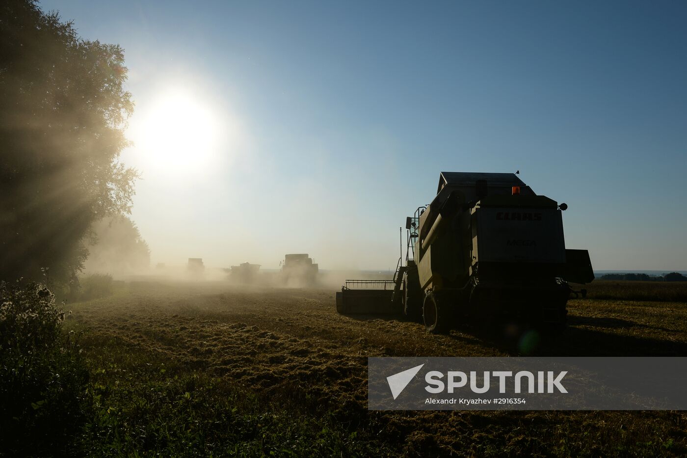 Grain harvest in Novosibirsk Region