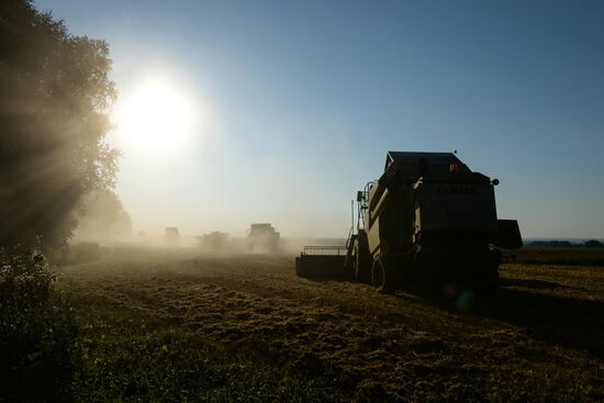 Grain harvest in Novosibirsk Region