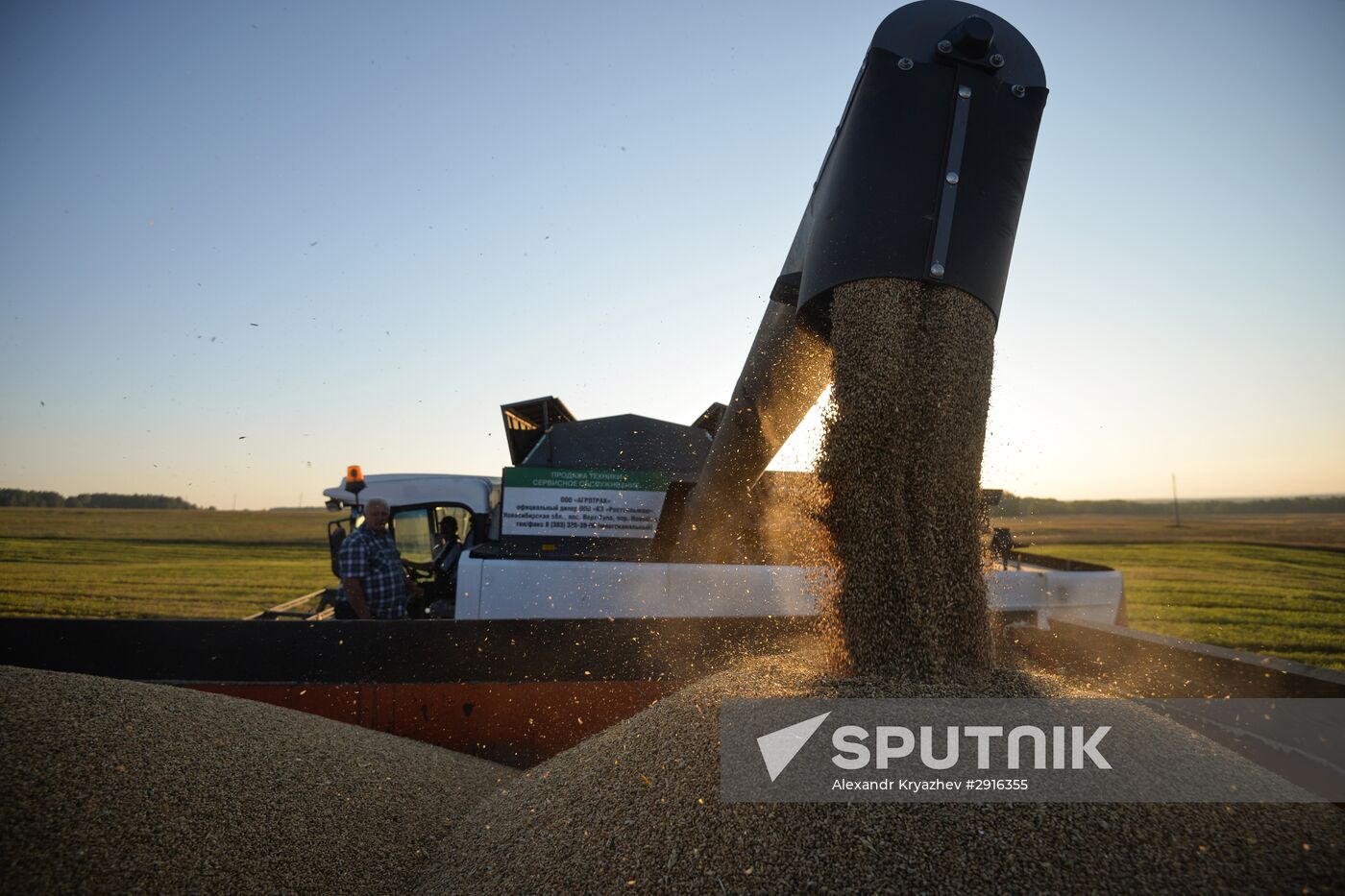 Grain harvest in Novosibirsk Region