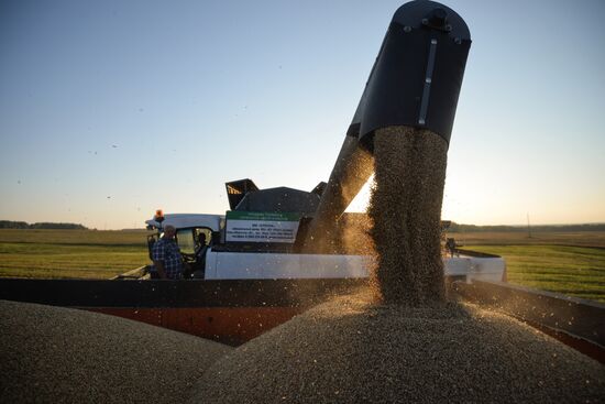 Grain harvest in Novosibirsk Region