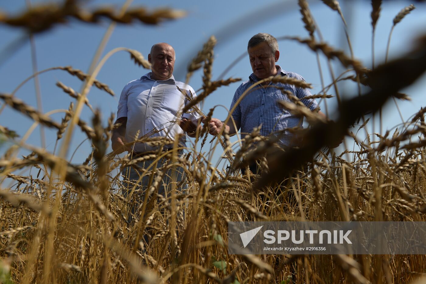 Grain harvest in Novosibirsk Region
