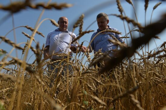 Grain harvest in Novosibirsk Region