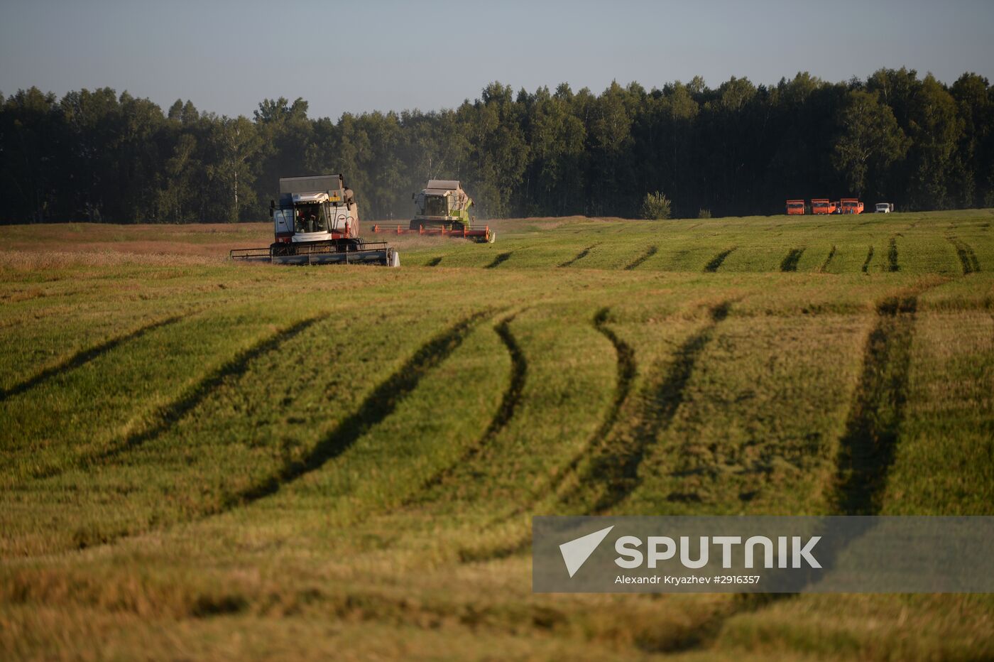 Grain harvest in Novosibirsk Region