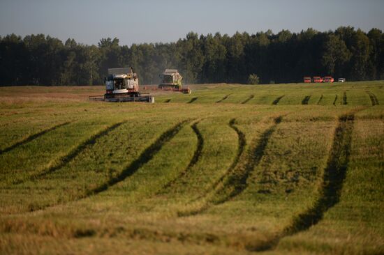 Grain harvest in Novosibirsk Region