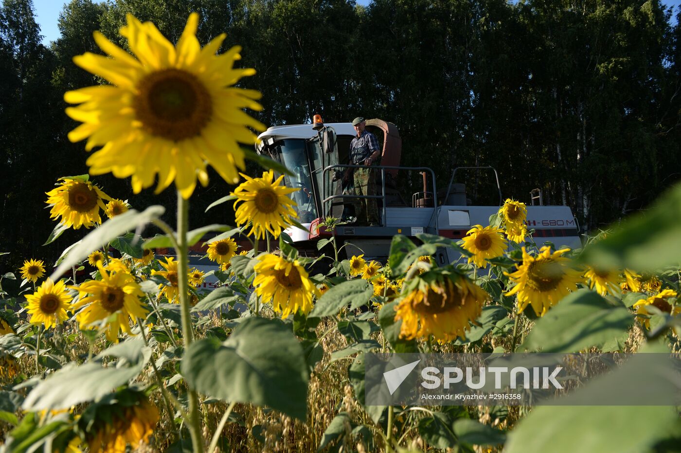 Grain harvest in Novosibirsk Region