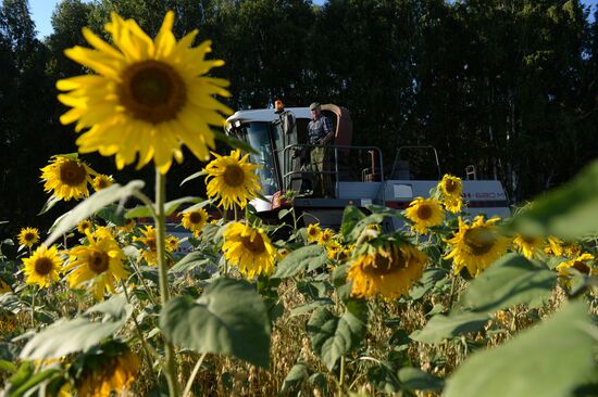 Grain harvest in Novosibirsk Region